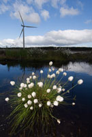 Image: Cotton grass with wind turbine in background