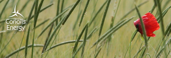 Image:  Close up of a poppy in a green field